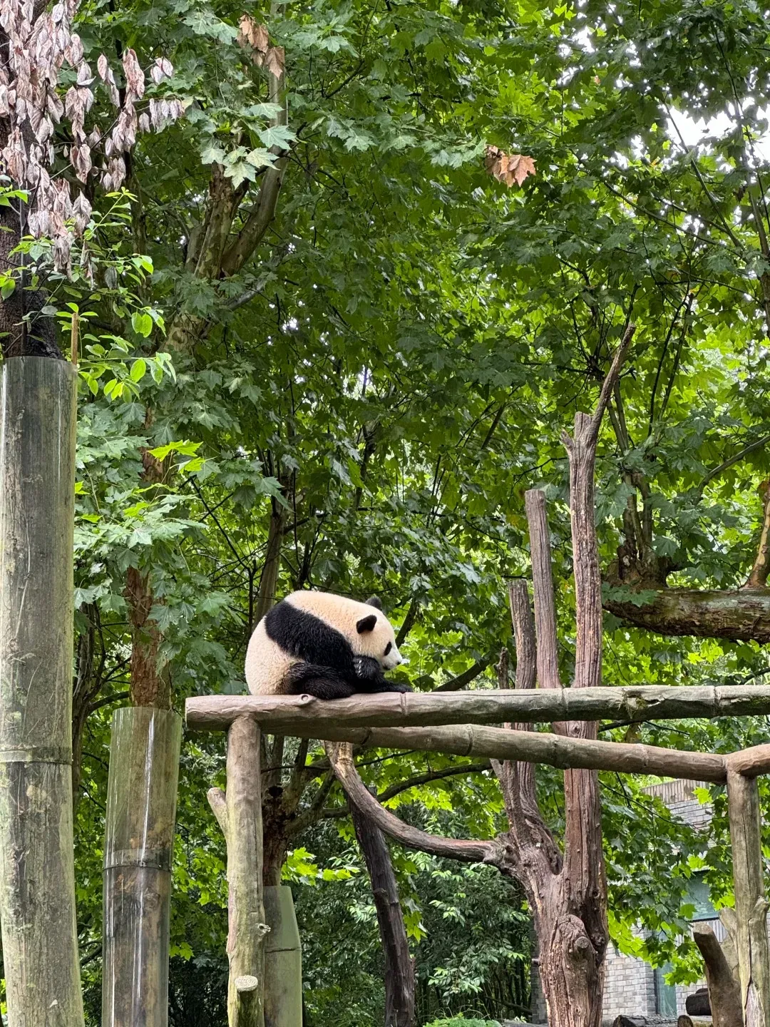 A panda enclosure at the Chengdu base