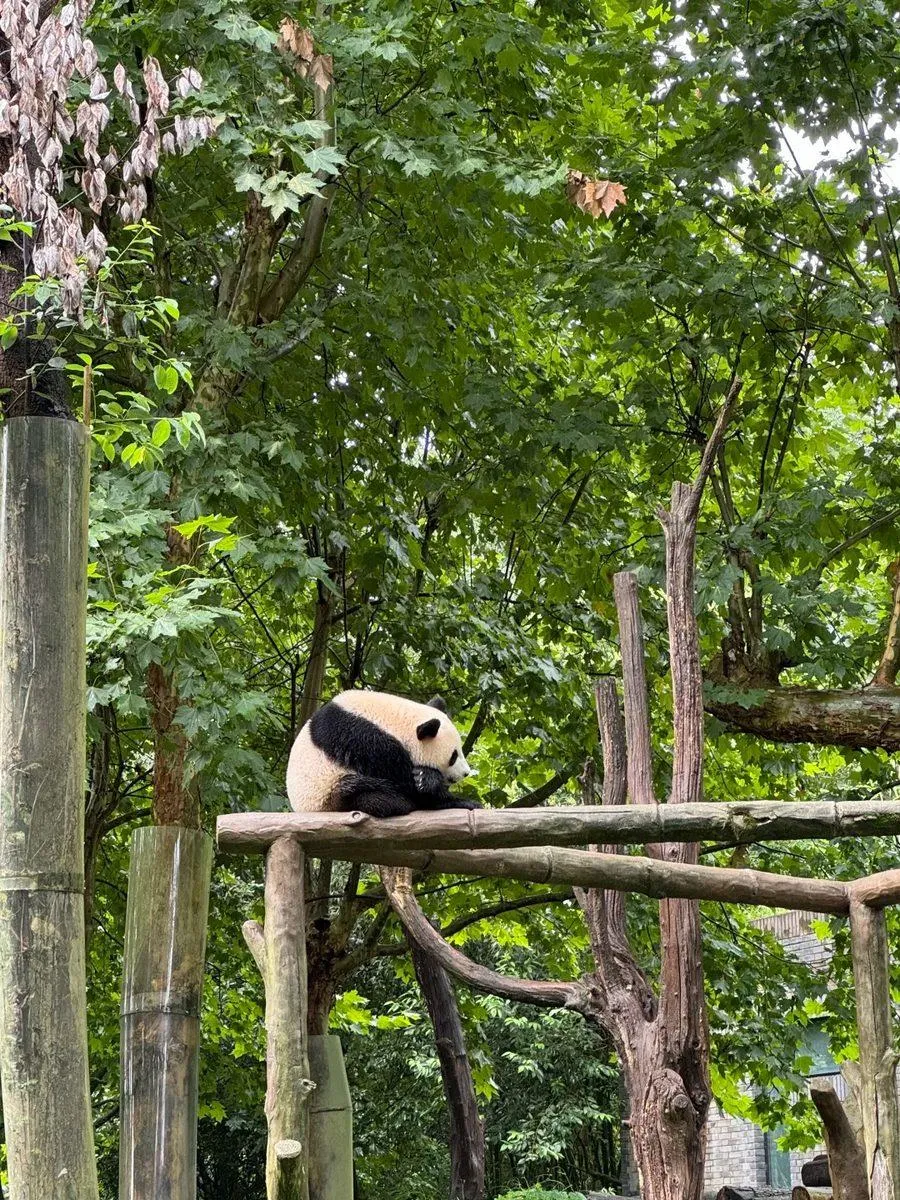 A panda enclosure at the Chengdu base