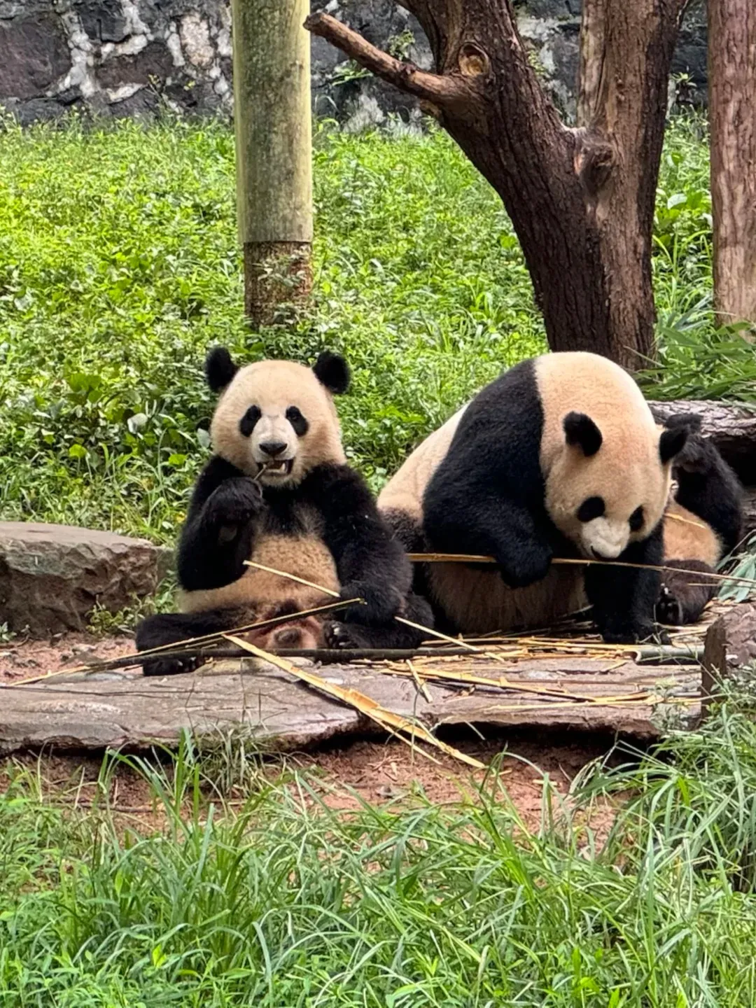 Visitors watching pandas at the Chengdu base