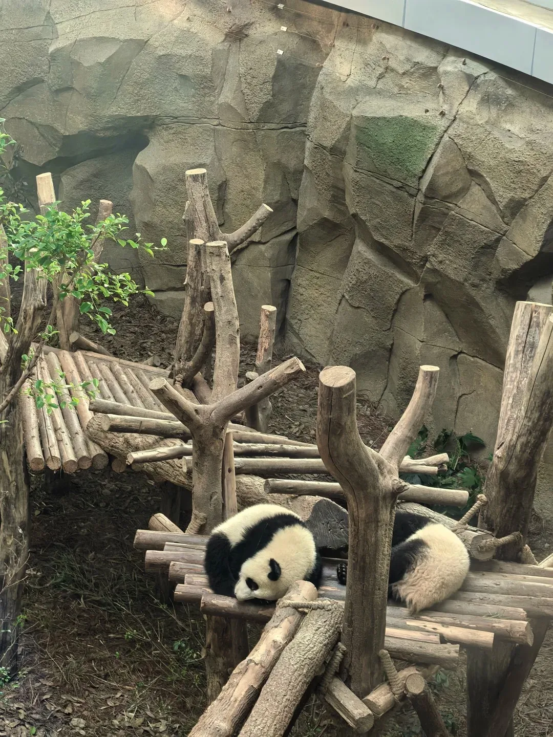 Red panda or panda detail at the Chengdu base