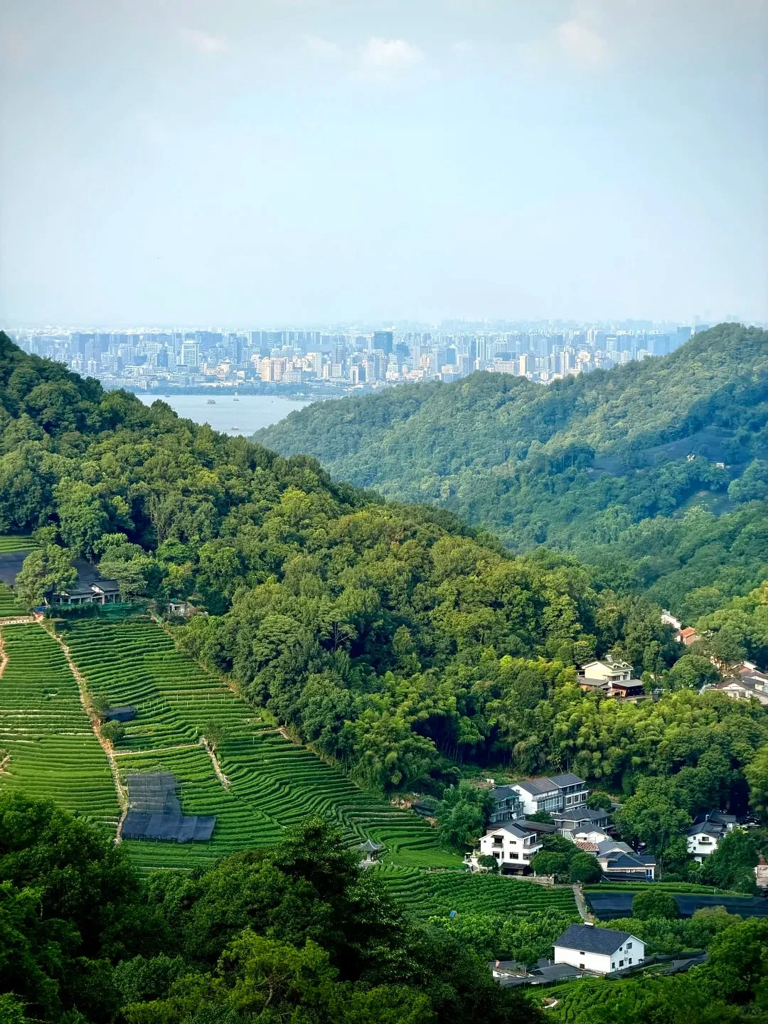 Terraced Longjing tea fields on a green hillside near Hangzhou
