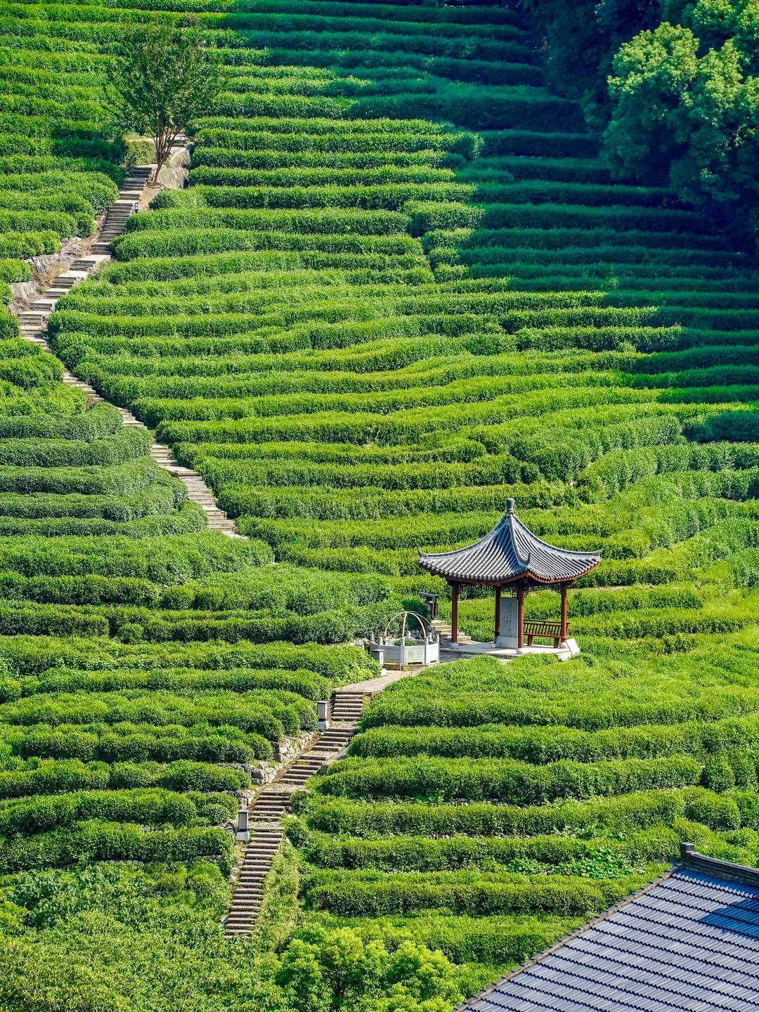 Rows of Longjing tea bushes on terraced hills