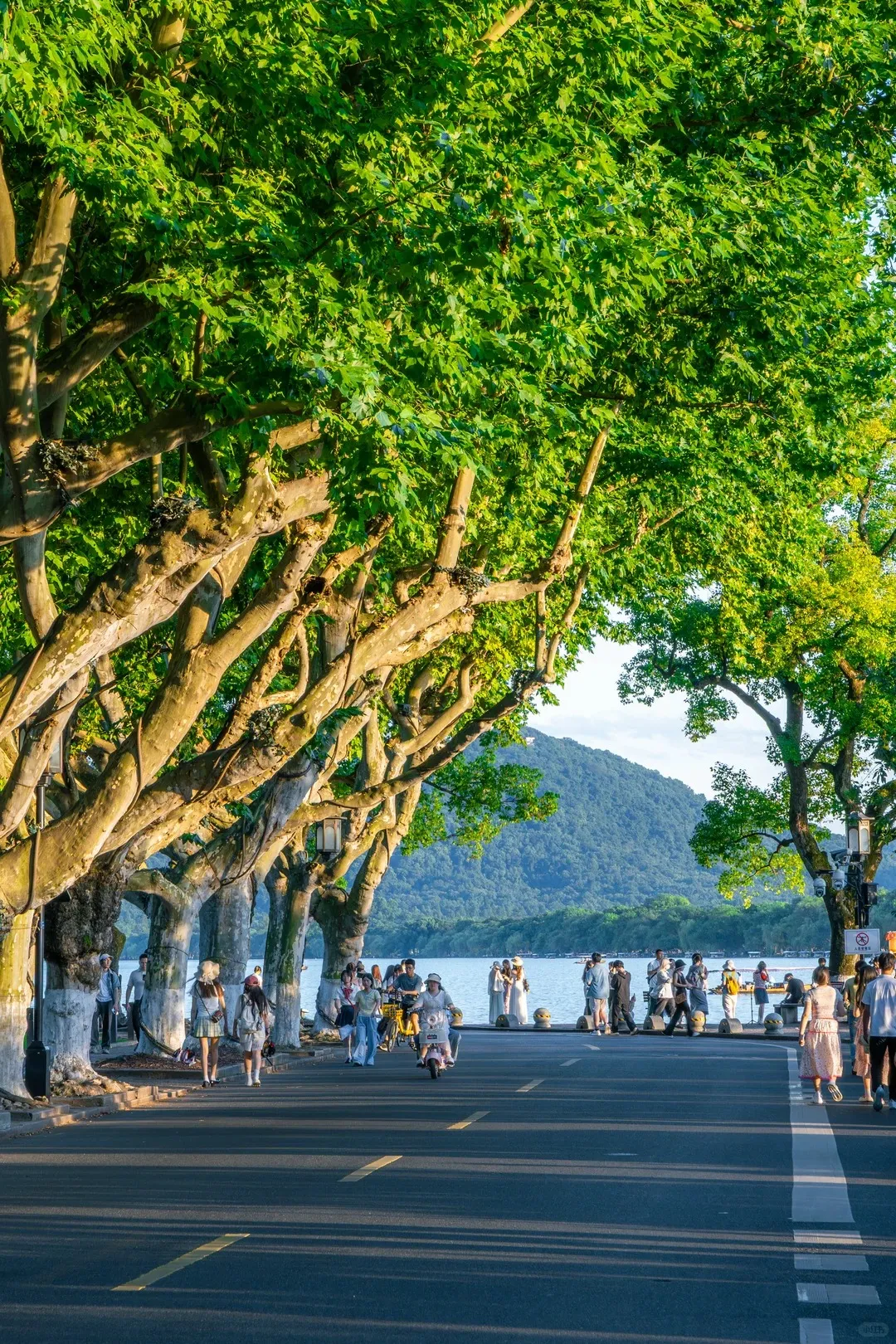 Willow trees along the West Lake causeway in Hangzhou