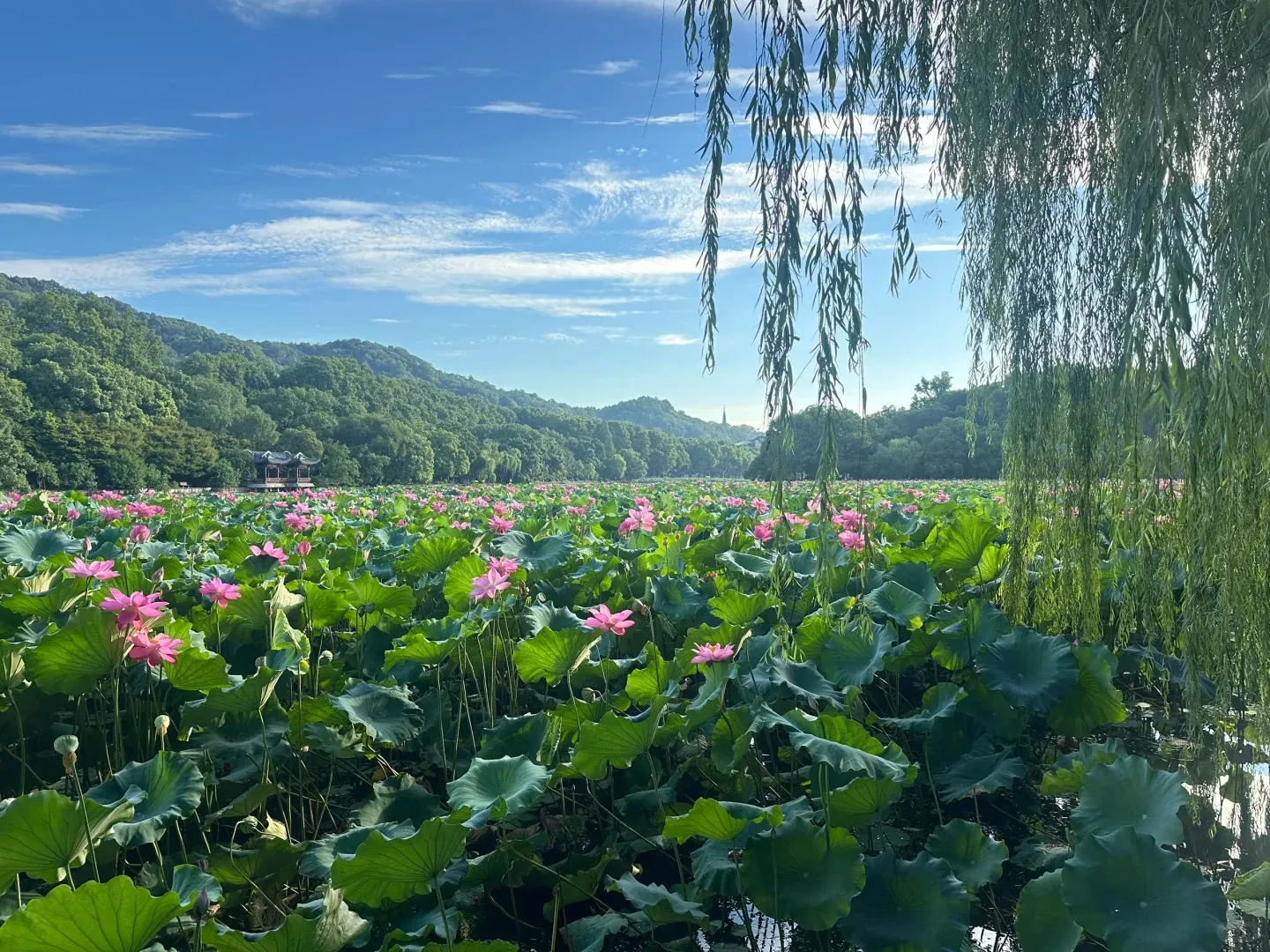 Lotus flowers and pavilions on West Lake in summer
